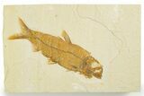 Detailed Fossil Fish (Knightia) - Wyoming #355630-1